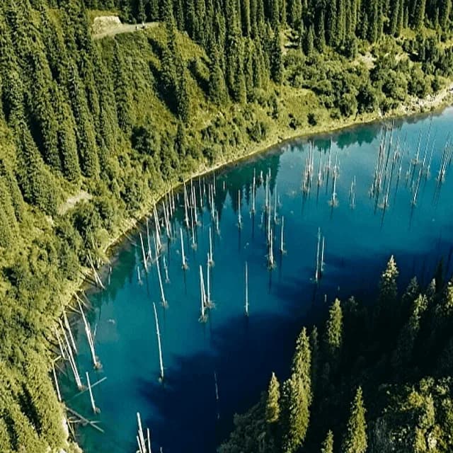 Submerged spruce trunks rising from the turquoise water of Lake Kaindy