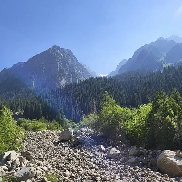 Густой еловый лес вдоль реки Левый Талгар с утренним туманом